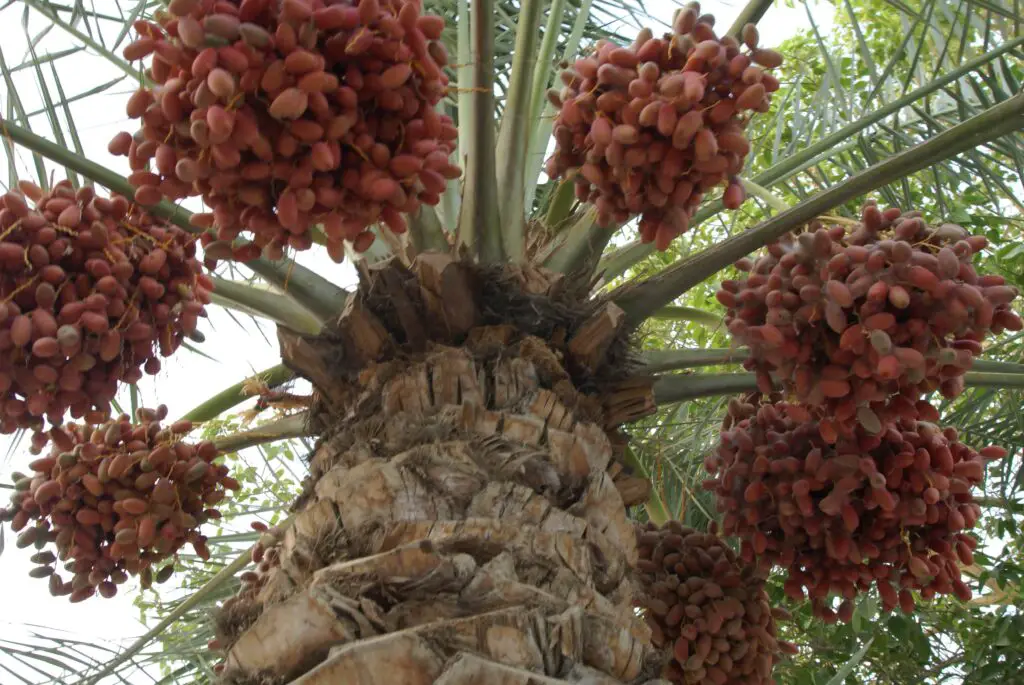 Date Palm Recipe: Deliciously Sweet and Nutritious Delights