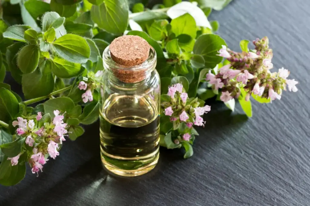 Oregano Oil Recipe: Discover the Natural Power