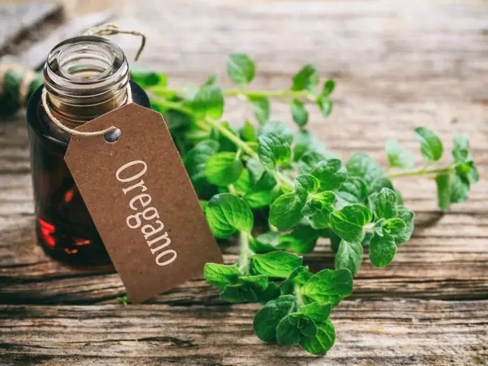 Oregano Oil Recipe: Discover the Natural Power